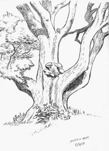 ProspectPark Tree